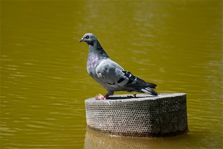 simsearch:400-04604339,k - One grey pigeon on top of a metallic surface on a lake. Stock Photo - Budget Royalty-Free & Subscription, Code: 400-05250601