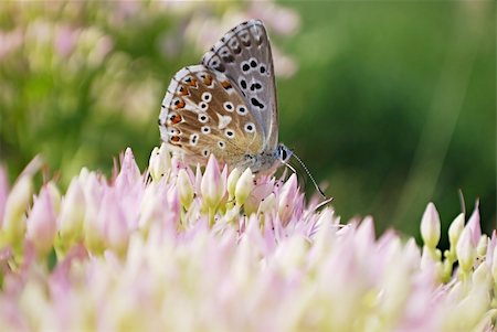sedum - beautiful butterfly on sedum. macro Stock Photo - Budget Royalty-Free & Subscription, Code: 400-05252180