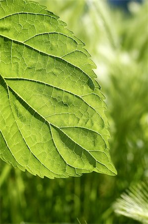transparency in mulberry leaf silworms food green spring nature macro Stock Photo - Budget Royalty-Free & Subscription, Code: 400-05253284