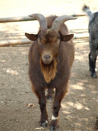 simsearch:400-05294140,k - Mischievous goat staring directly at the camera... Stock Photo - Budget Royalty-Free & Subscription, Code: 400-05253402