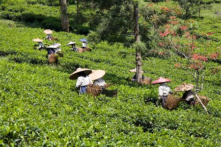 Tea pickers on a tea plantation in Puncak, Java, Indonesia Stock Photo - Budget Royalty-Free & Subscription, Code: 400-05253424