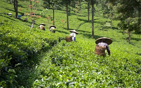 Tea pickers on a tea plantation in Puncak, Java, Indonesia Stock Photo - Budget Royalty-Free & Subscription, Code: 400-05253425