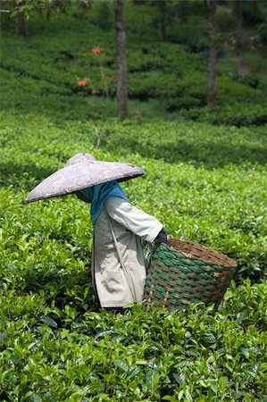 Tea picker on a tea plantation in Puncak, Java, Indonesia Stock Photo - Budget Royalty-Free & Subscription, Code: 400-05253427