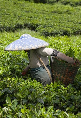 Tea picker on a tea plantation in Puncak, Java, Indonesia Stock Photo - Budget Royalty-Free & Subscription, Code: 400-05253428