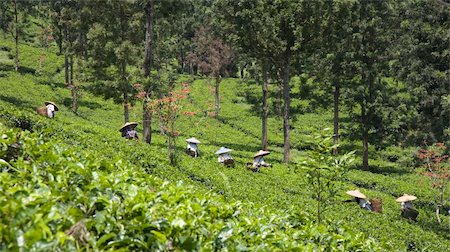 Tea pickers on a tea plantation in Puncak, Java, Indonesia Stock Photo - Budget Royalty-Free & Subscription, Code: 400-05253423