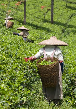 Tea pickers on a tea plantation in Puncak, Java, Indonesia Stock Photo - Budget Royalty-Free & Subscription, Code: 400-05253434