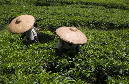 Tea pickers on a tea plantation in Puncak, Java, Indonesia Stock Photo - Budget Royalty-Free & Subscription, Code: 400-05253435