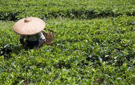 Tea picker on a tea plantation in Puncak, Java, Indonesia Stock Photo - Budget Royalty-Free & Subscription, Code: 400-05253436