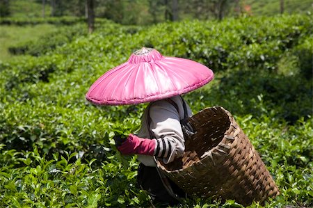Tea picker on a tea plantation in Puncak, Java, Indonesia Stock Photo - Budget Royalty-Free & Subscription, Code: 400-05253437