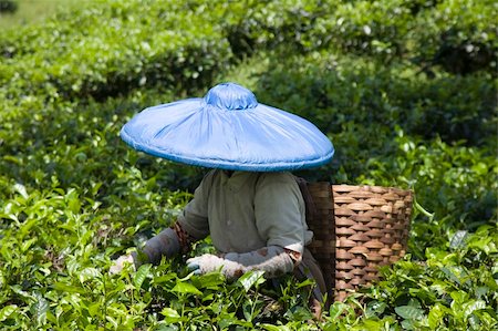 Tea picker on a tea plantation in Puncak, Java, Indonesia Stock Photo - Budget Royalty-Free & Subscription, Code: 400-05253438