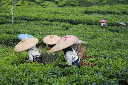 Tea pickers on a tea plantation in Puncak, Java, Indonesia Stock Photo - Budget Royalty-Free & Subscription, Code: 400-05253432
