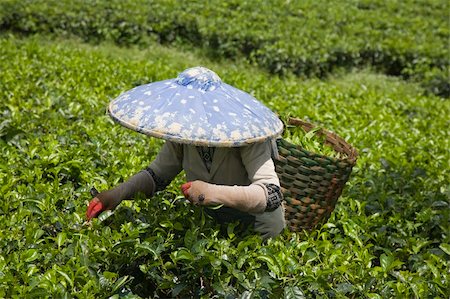 Tea picker on a tea plantation in Puncak, Java, Indonesia Stock Photo - Budget Royalty-Free & Subscription, Code: 400-05253433