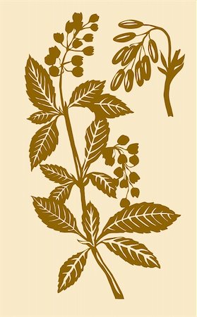 simsearch:400-05253726,k - vector  illustration of the plant of the barberry Foto de stock - Super Valor sin royalties y Suscripción, Código: 400-05253477