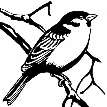 sparrow tattoo designs - vector silhouette sparrow on white background Stock Photo - Budget Royalty-Free & Subscription, Code: 400-05253521