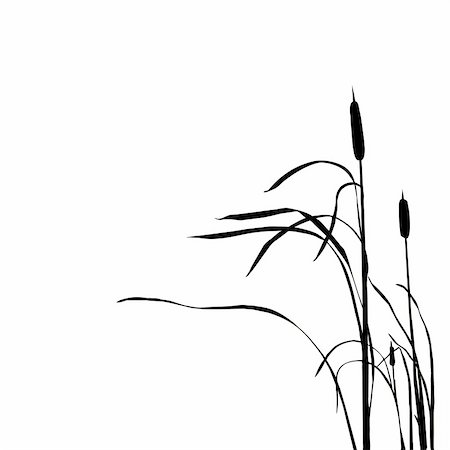 simsearch:400-05266074,k - vector silhouette of the reed isolated on white background Stock Photo - Budget Royalty-Free & Subscription, Code: 400-05253658