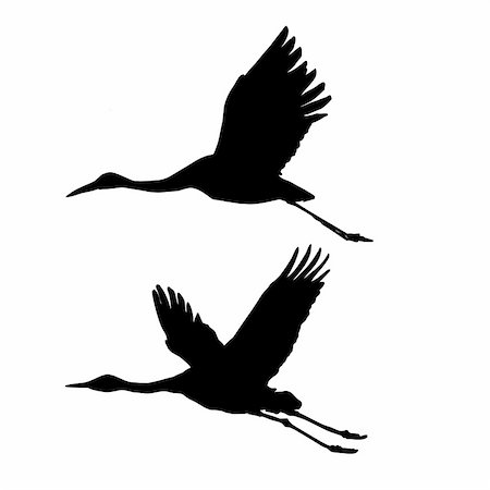 simsearch:400-05253726,k - silhouette flying cranes isolated on white background Foto de stock - Super Valor sin royalties y Suscripción, Código: 400-05253698