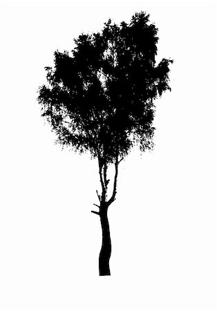 simsearch:400-05266074,k - silhouette of the birch isolated on white background Stock Photo - Budget Royalty-Free & Subscription, Code: 400-05253701