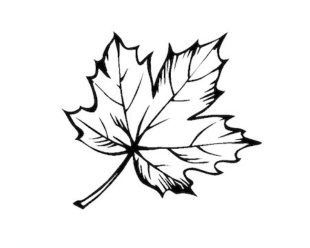 simsearch:400-05266074,k - sketch of the sheet of the maple on white background Stock Photo - Budget Royalty-Free & Subscription, Code: 400-05253730