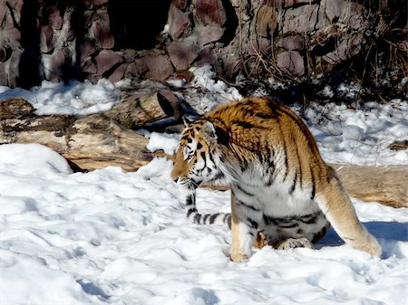 simsearch:400-06131670,k - Colorful tiger sits on the snow ground Stock Photo - Budget Royalty-Free & Subscription, Code: 400-05253856