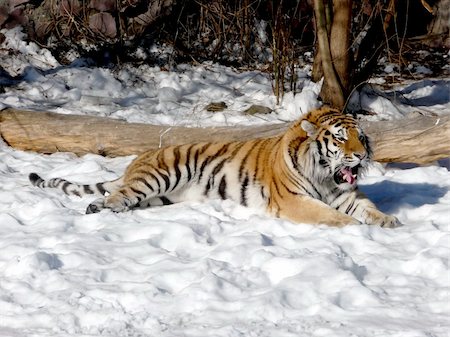 simsearch:400-06131670,k - Colorful tiger jaws on the snow ground Stock Photo - Budget Royalty-Free & Subscription, Code: 400-05253867