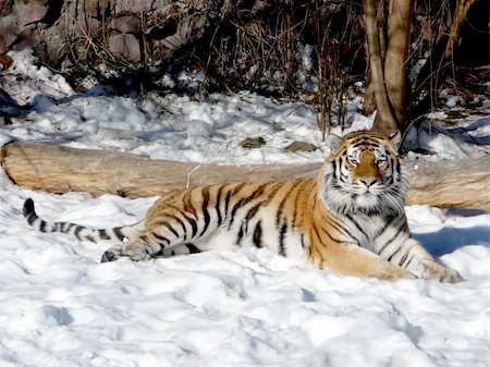 simsearch:400-06131670,k - Colorful tiger lays on the snow ground Stock Photo - Budget Royalty-Free & Subscription, Code: 400-05253868