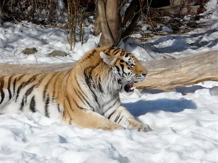 simsearch:400-06131670,k - Strong tiger lays on the snow ground Stock Photo - Budget Royalty-Free & Subscription, Code: 400-05253869