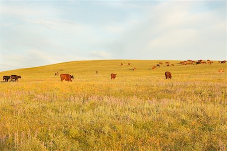 simsearch:400-05669603,k - Cows at farmland. Summer morning at field. Photographie de stock - Aubaine LD & Abonnement, Code: 400-05264551