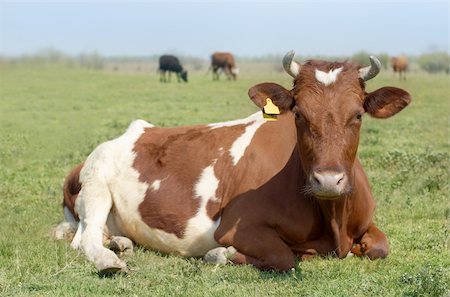 simsearch:400-05294140,k - Cow on green meadow looking at camera Stock Photo - Budget Royalty-Free & Subscription, Code: 400-05264553