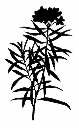 simsearch:400-05266074,k - vector illustration of the marsh plant on white background Stock Photo - Budget Royalty-Free & Subscription, Code: 400-05265397