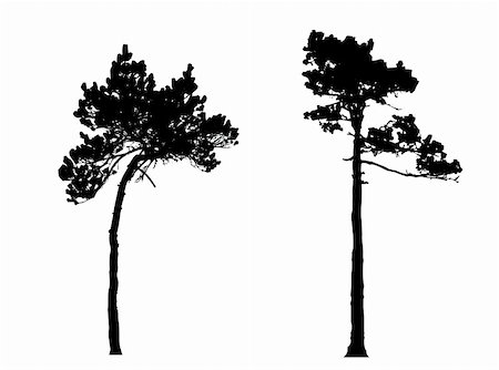 simsearch:400-05253726,k - silhouette of the  pine in wood Foto de stock - Super Valor sin royalties y Suscripción, Código: 400-05265460