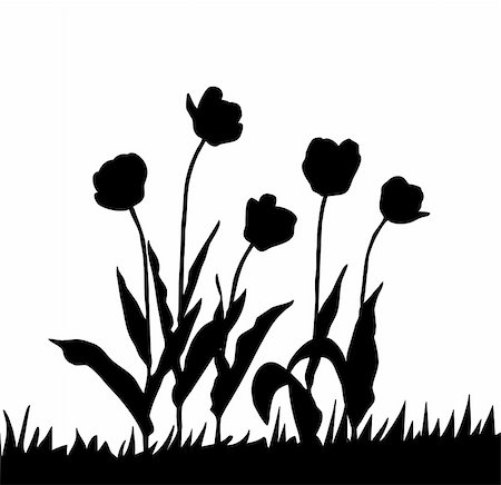 simsearch:400-05266074,k - vector drawing tulip on white background Stock Photo - Budget Royalty-Free & Subscription, Code: 400-05265484