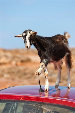 ram animal side view - This mountain goat tried to eat a car antennas Stock Photo - Budget Royalty-Free & Subscription, Code: 400-05265605