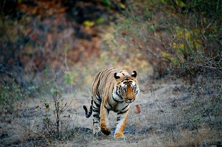 simsearch:400-05250521,k - A huge male Tiger walks straight head on in Bandhavgarh National Park, India. Stock Photo - Budget Royalty-Free & Subscription, Code: 400-05265964