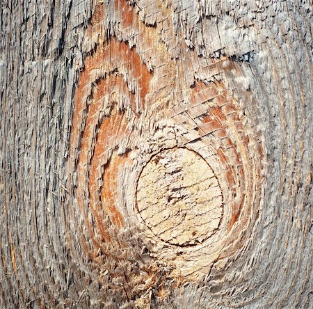 Close up of the grain in natural wood. Stock Photo - Budget Royalty-Free & Subscription, Code: 400-05265984