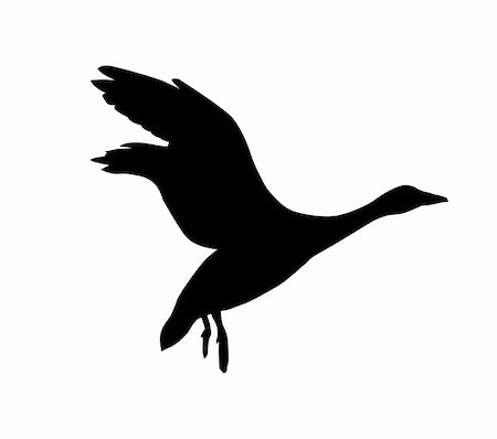 flying bird outline pic - goose on white background Stock Photo - Budget Royalty-Free & Subscription, Code: 400-05266026