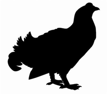 simsearch:400-07995476,k - vector silhouette wood grouse on white background Stock Photo - Budget Royalty-Free & Subscription, Code: 400-05266029