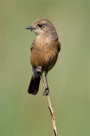 simsearch:400-04604339,k - Pied Bushchat.(Saxicola caprata) Female sits on a grass stalk, a green background. Stock Photo - Budget Royalty-Free & Subscription, Code: 400-05266181