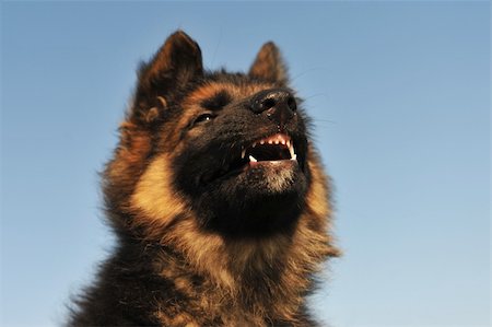 snarling german shepherd pictures - a puppy purebred german shepherd showing his teeth Stock Photo - Budget Royalty-Free & Subscription, Code: 400-05266433