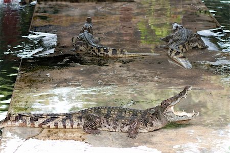 simsearch:400-04434649,k - Show crocodiles in the zoo. Stock Photo - Budget Royalty-Free & Subscription, Code: 400-05267030