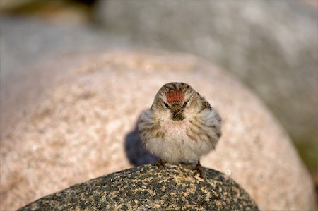 The wren sits on a stone and was puffed up as a ball. Stock Photo - Budget Royalty-Free & Subscription, Code: 400-05267096