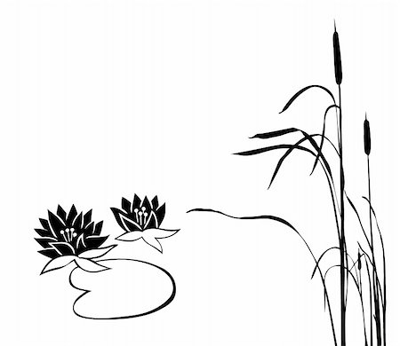 vector silhouette of the marsh plants on white background Stock Photo - Budget Royalty-Free & Subscription, Code: 400-05267221
