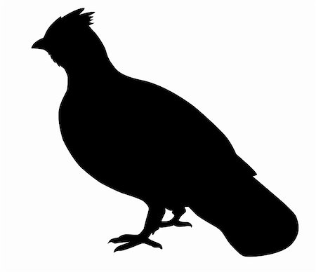 simsearch:400-07995476,k - vector silhouette of the hazel hen on white background Stock Photo - Budget Royalty-Free & Subscription, Code: 400-05267321