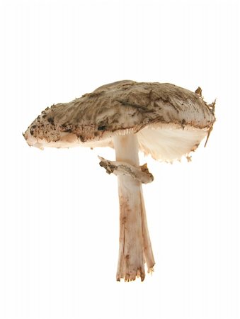 simsearch:400-04766599,k - Autumn mushroom isolated on the white Stock Photo - Budget Royalty-Free & Subscription, Code: 400-05268442