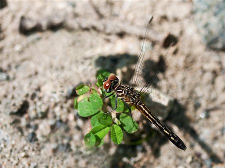 simsearch:400-05703373,k - Dragonfly Stock Photo - Budget Royalty-Free & Subscription, Code: 400-05269618