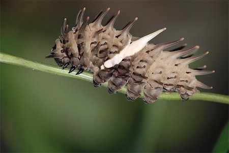 simsearch:400-07518693,k - pest insect butterfly caterpillar bug Stock Photo - Budget Royalty-Free & Subscription, Code: 400-05260135
