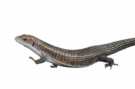 simsearch:400-05698814,k - reptile animal lizard isolated in white Photographie de stock - Aubaine LD & Abonnement, Code: 400-05260179