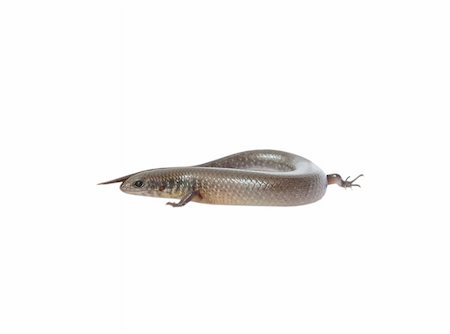simsearch:400-05698814,k - reptile animal lizard(Sphenomorphus indicus) isolated in white Photographie de stock - Aubaine LD & Abonnement, Code: 400-05260173