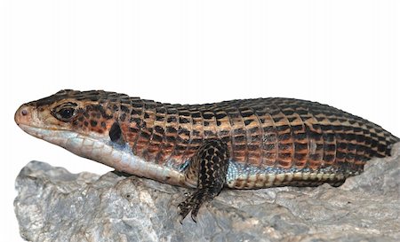 simsearch:400-05698814,k - reptile animal lizard isolated in white Photographie de stock - Aubaine LD & Abonnement, Code: 400-05260184