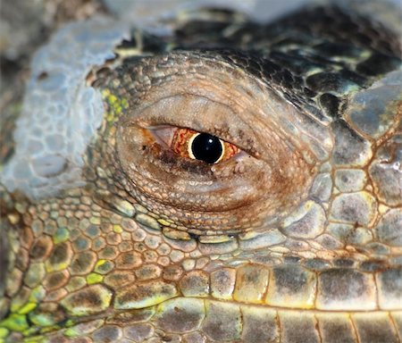 simsearch:400-05181065,k - reptile animal lizard eye close up Stock Photo - Budget Royalty-Free & Subscription, Code: 400-05260187