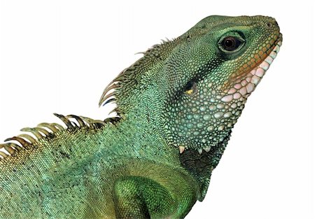simsearch:400-04092830,k - reptile animal lizard isolated in white Stock Photo - Budget Royalty-Free & Subscription, Code: 400-05260189